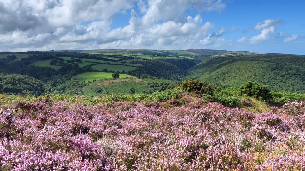 Heather in bloom on Holnicote