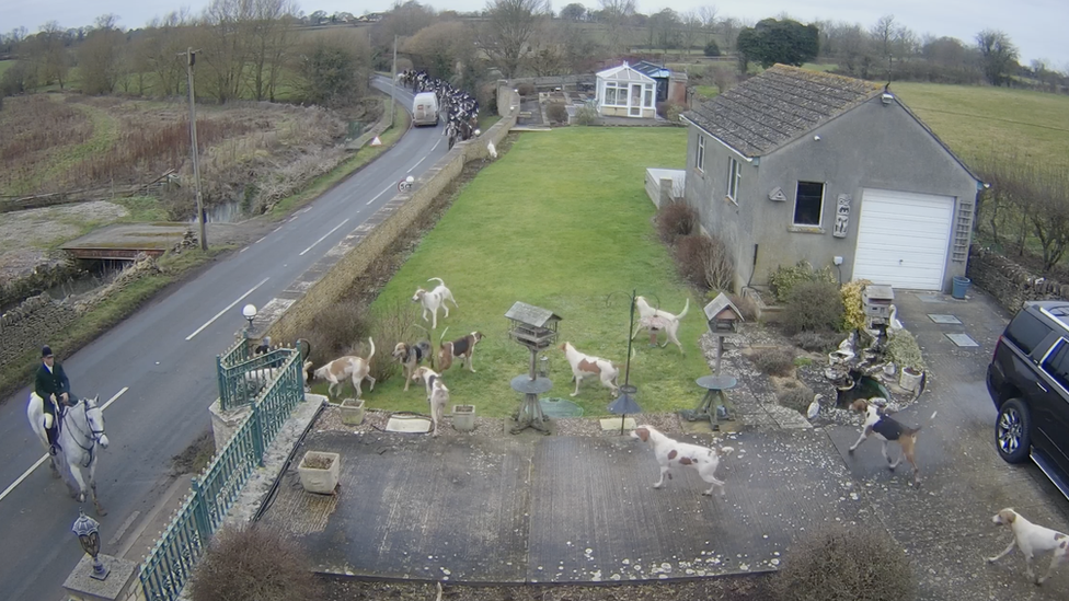 Hounds running through a private garden