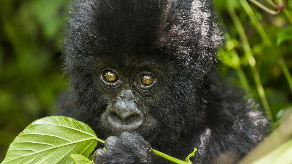 The Bageni family in the gorilla sector of Virunga National Park, on August 6, 2013 in Bukima, DR Congo