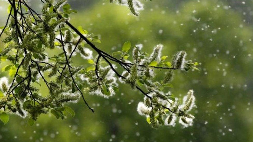 Trees, grass and weeds all produce pollen that can cause hay fever