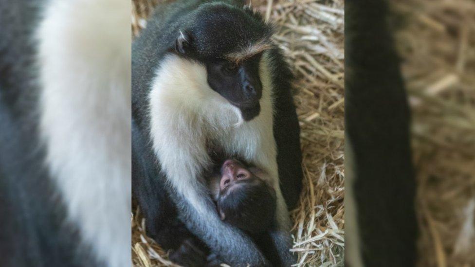Diana monkey