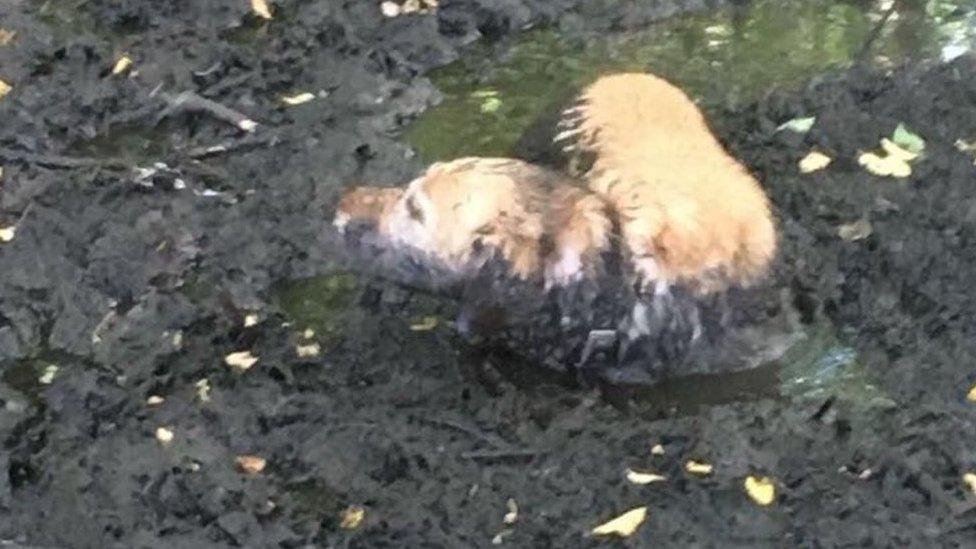 Dog stuck in mud