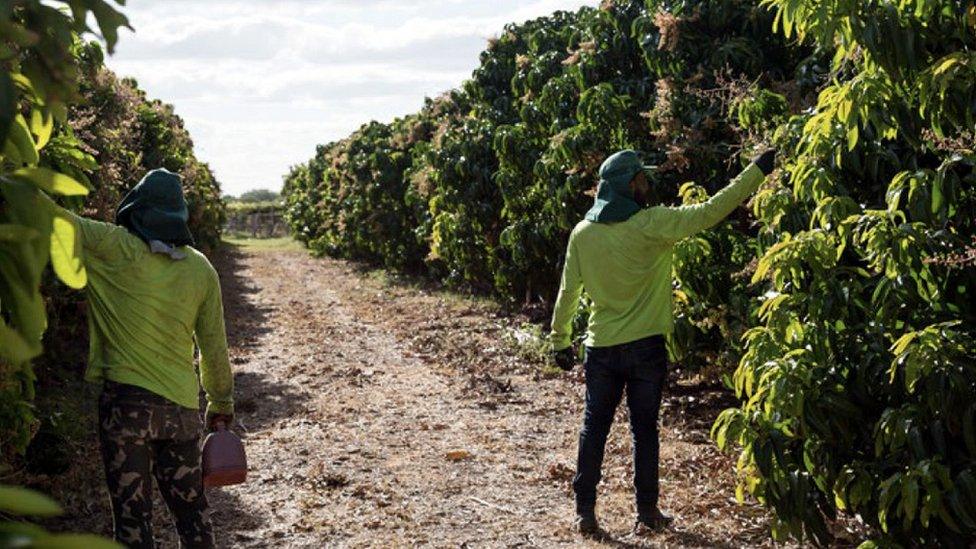 Workers at a Brazilian fruit farm