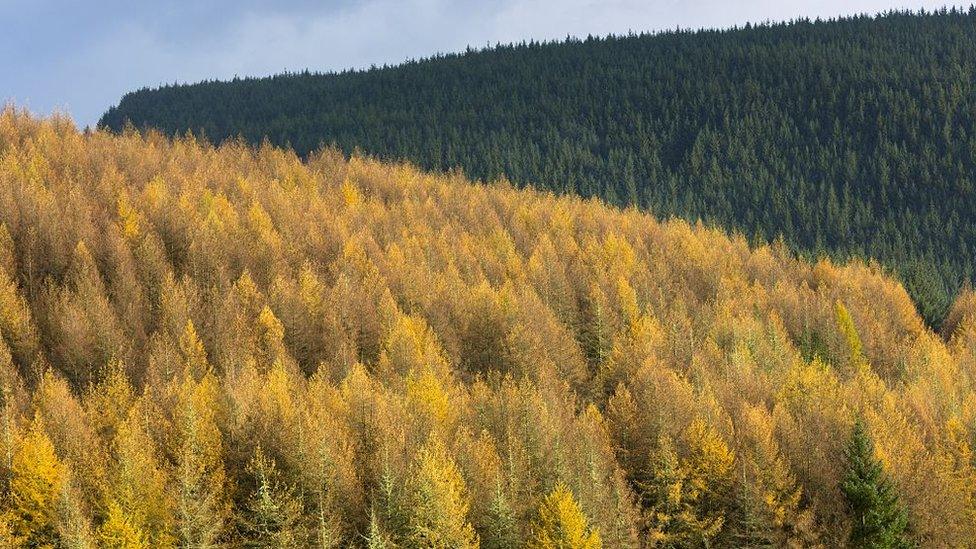 Larch tree plantation