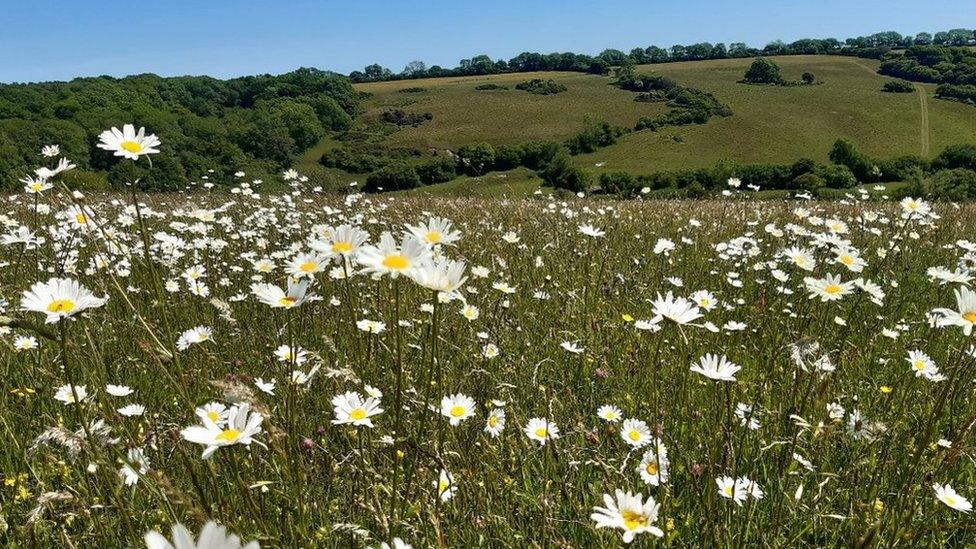 Daisies at Kingcombe