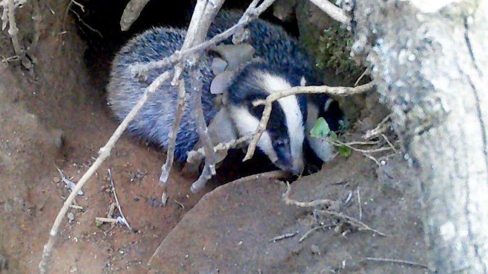 Ruff the badger cub