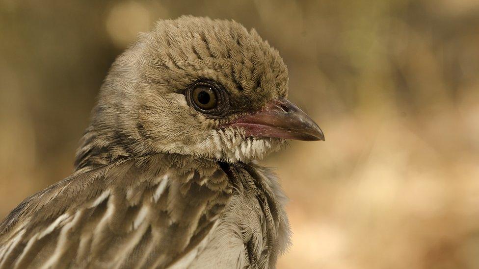 close up of honeyguide bird