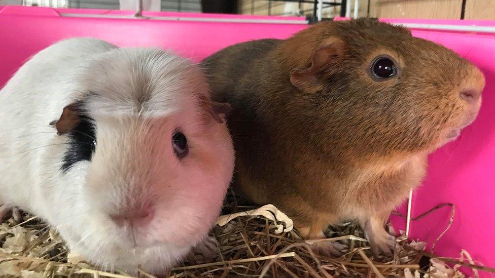 Two guinea pigs