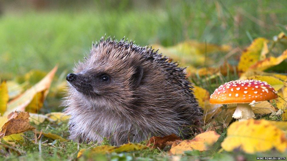 Hedgehog in leaves next to a red mushroom