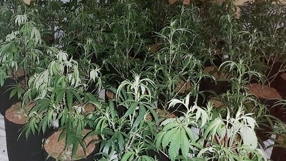 Cannabis plants found in a Cardiff house