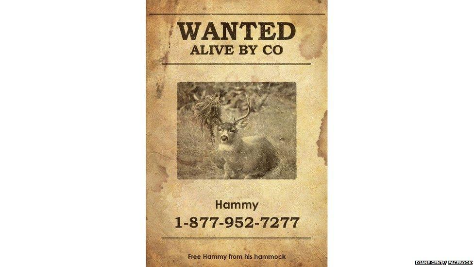 Poster of missing Hammy the deer