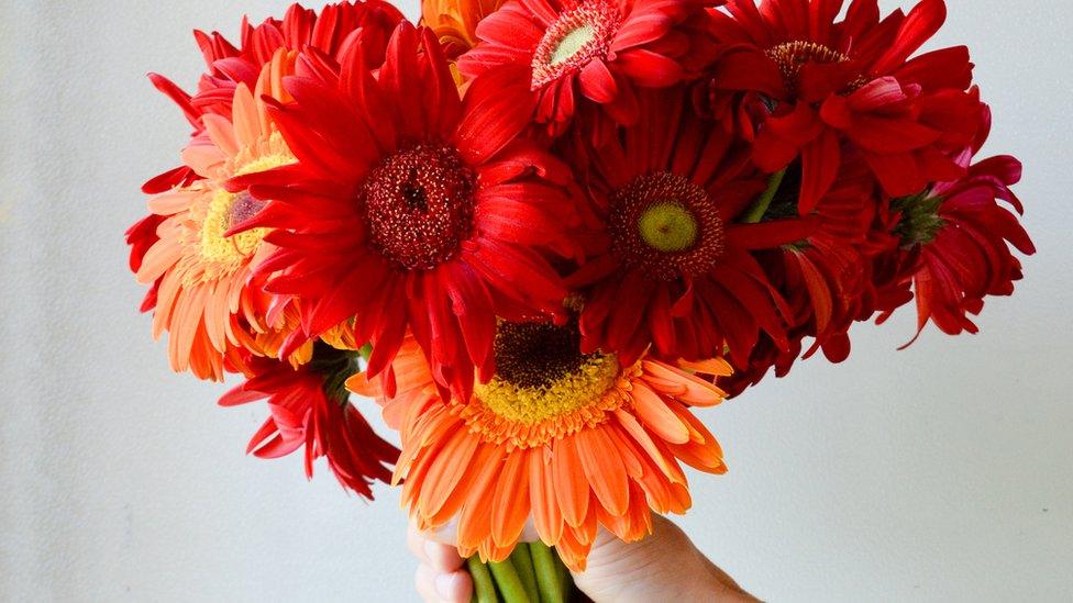 A hand holding a bunch of orange daisies