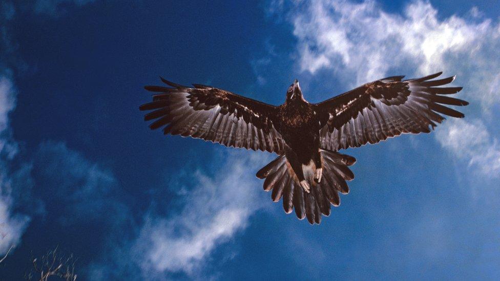 A wedge-tailed eagle in flight