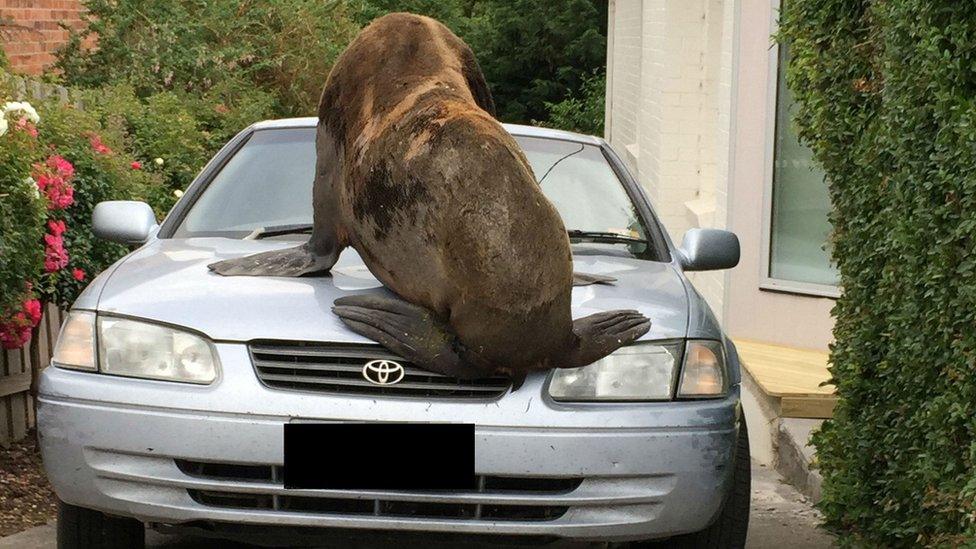 The seal jumped on a car, cracking its windscreen