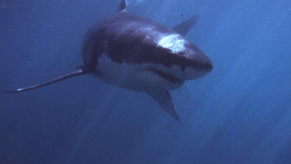 great white shark