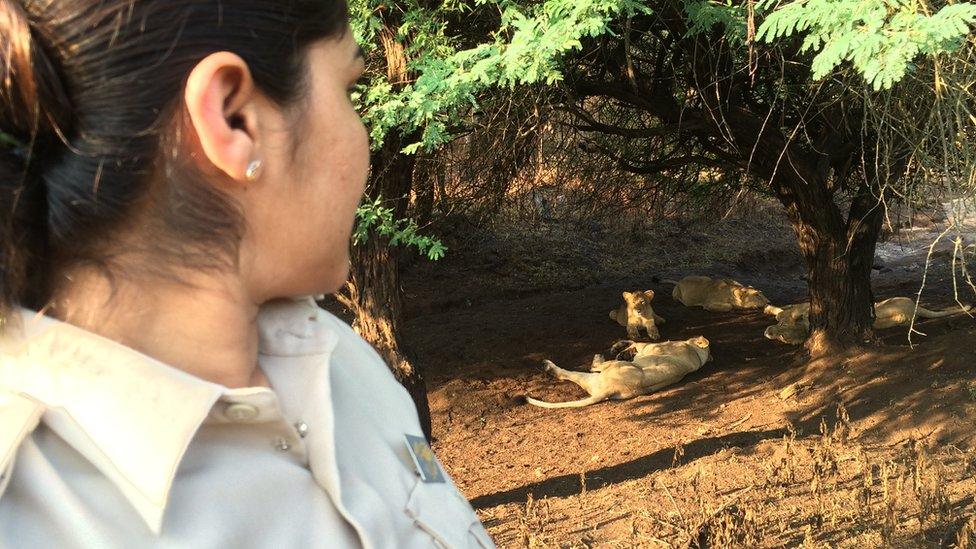 Darshana Kagada with a group of lionesses and cubs in the background