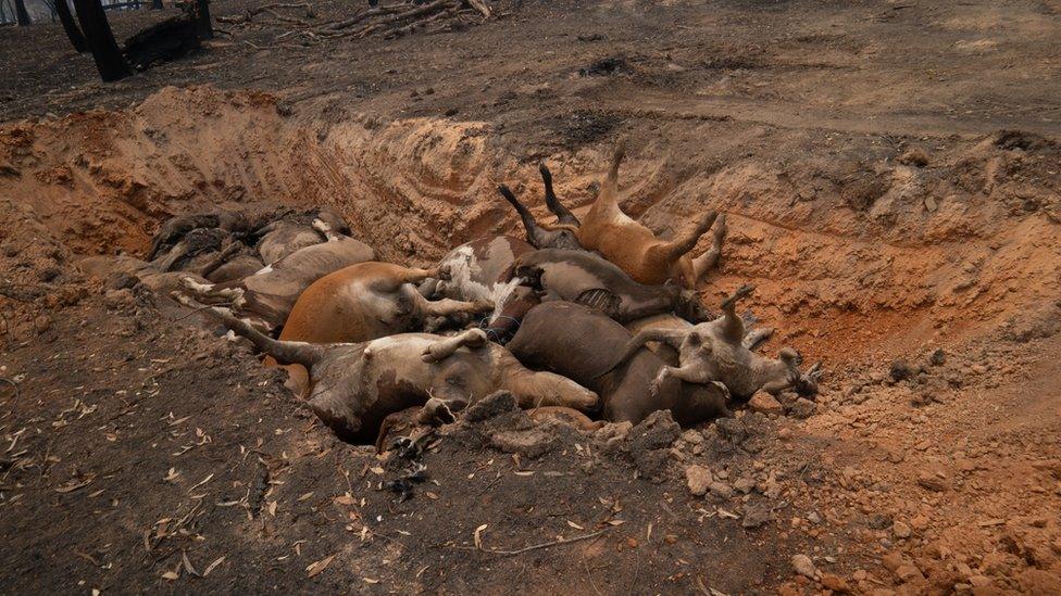 Dead cattle in a ditch on the Attree's property