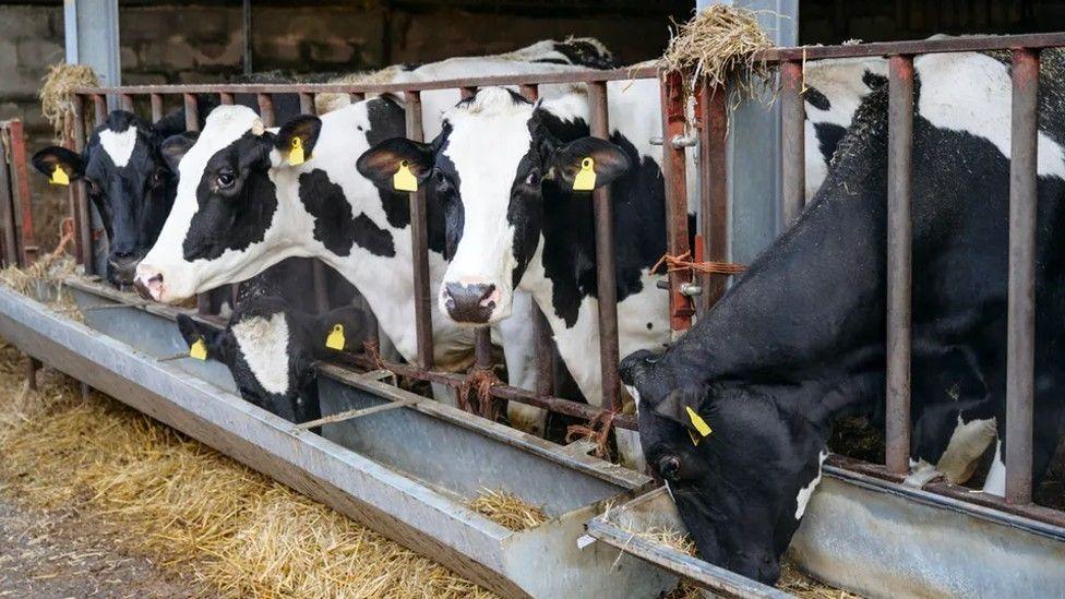 Cows feeding from trough