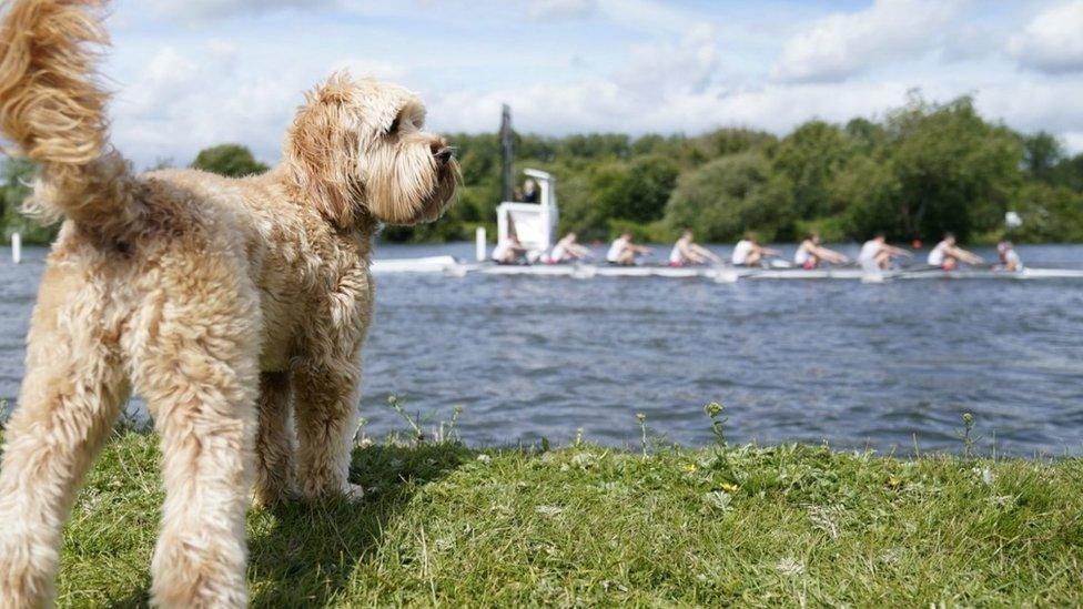 Henley Royal Regatta 2022