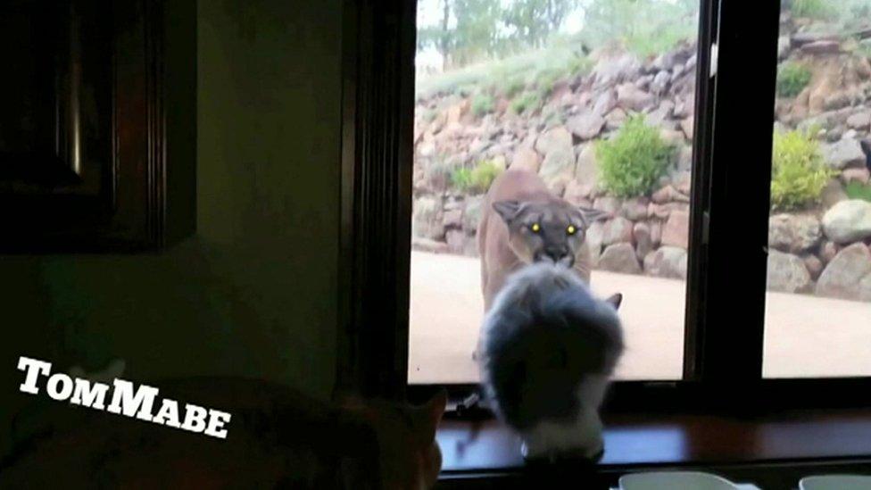 The mountain lion and cat come face to face in Colorado USA