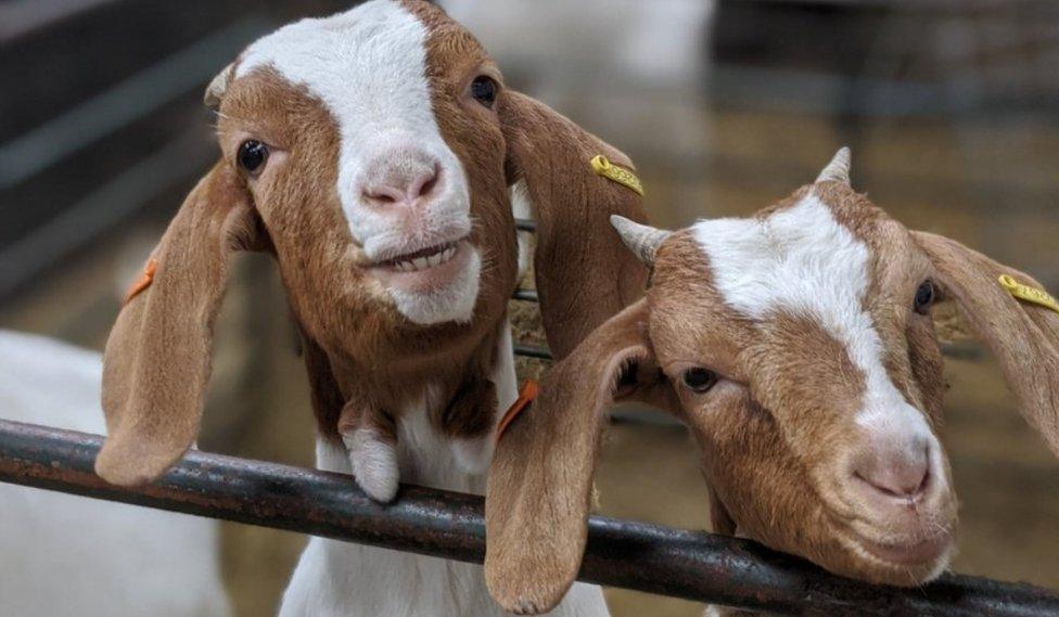 Goats Sebastian and Lulu