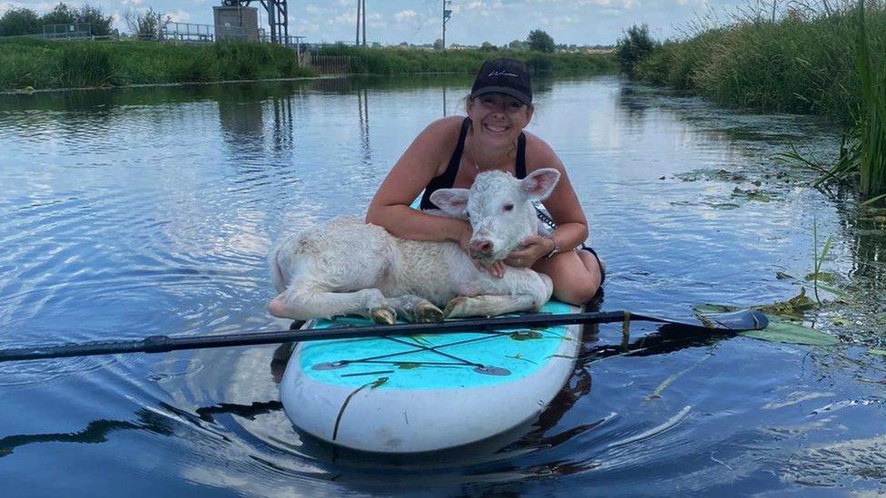 Calf on paddleboard