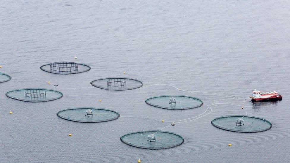 Salmon farming in Norway