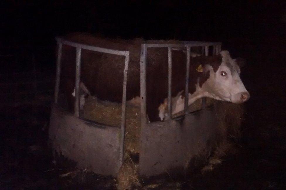 Cow stuck in a feeder