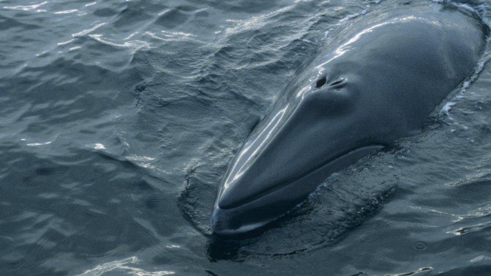 Minke whale