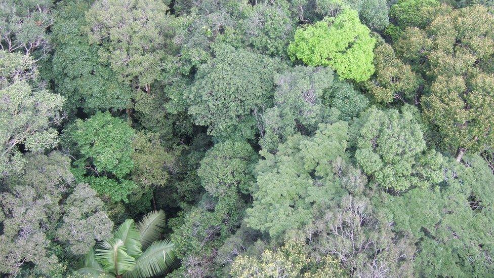 Rainforest canopy, Amazon (Image: Kyle Dexter)