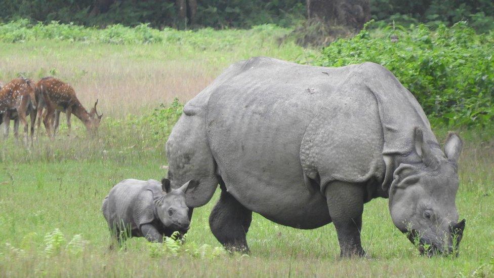 A rhino grazes with a young rhino calf alongside her