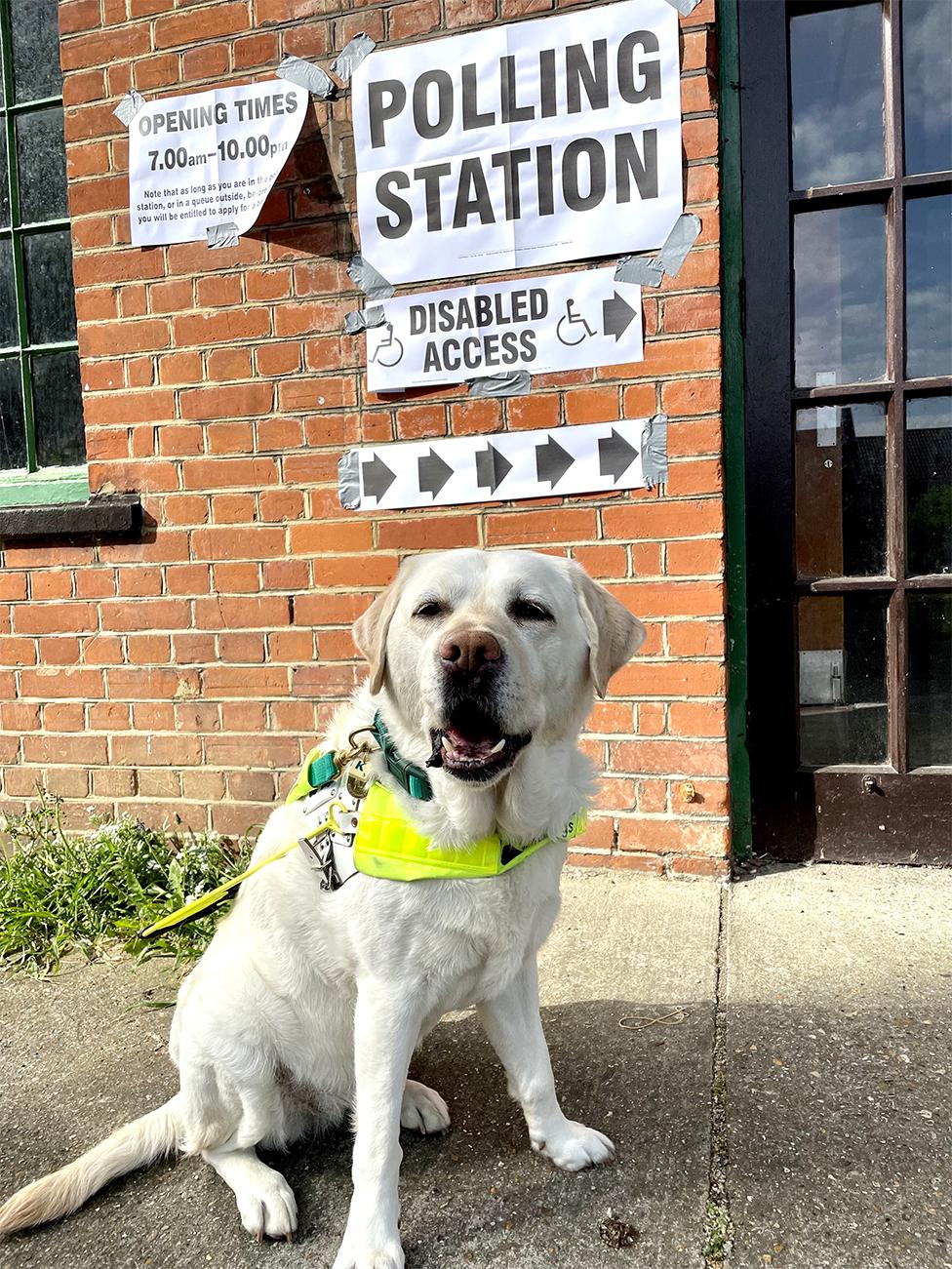 A guide dog stands outside a polling station