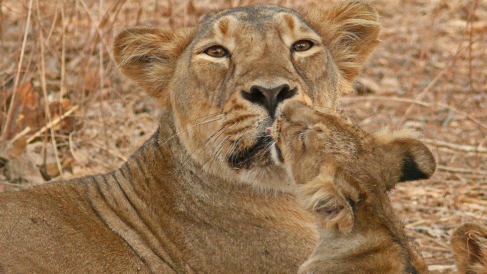 A lioness with her cub photographed by Sandeep Kumar, Deputy Conservator of Forests in Gir