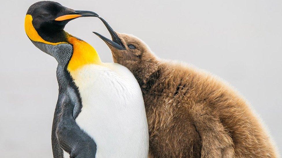 King penguins