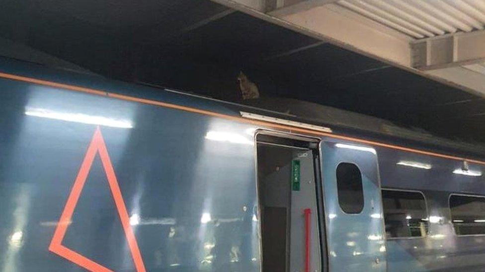 Cat on train roof