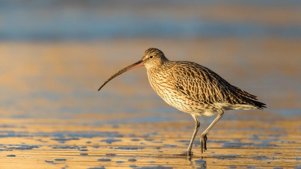 Curlew