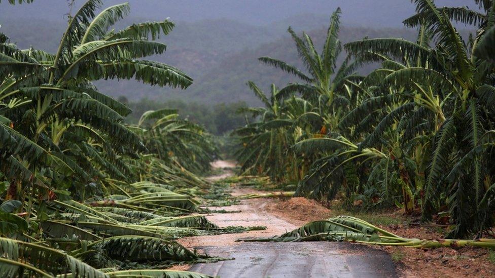 Some banana trees fall along a path in a farm in Guantanamo, Cuba, on 5 October 2016