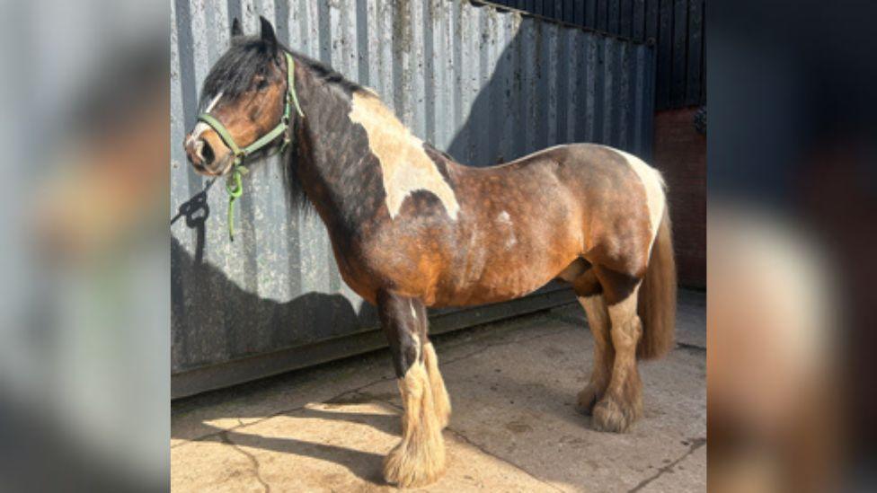 Alfie the horse standing