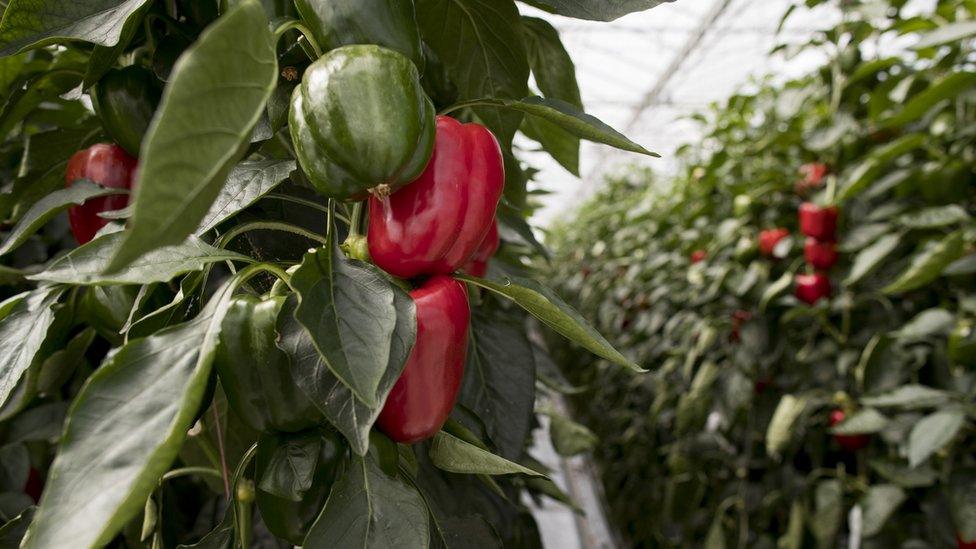 Peppers grow in a greenhouse operated by Monsanto's seeds division in Bergschenhoek, the Netherlands