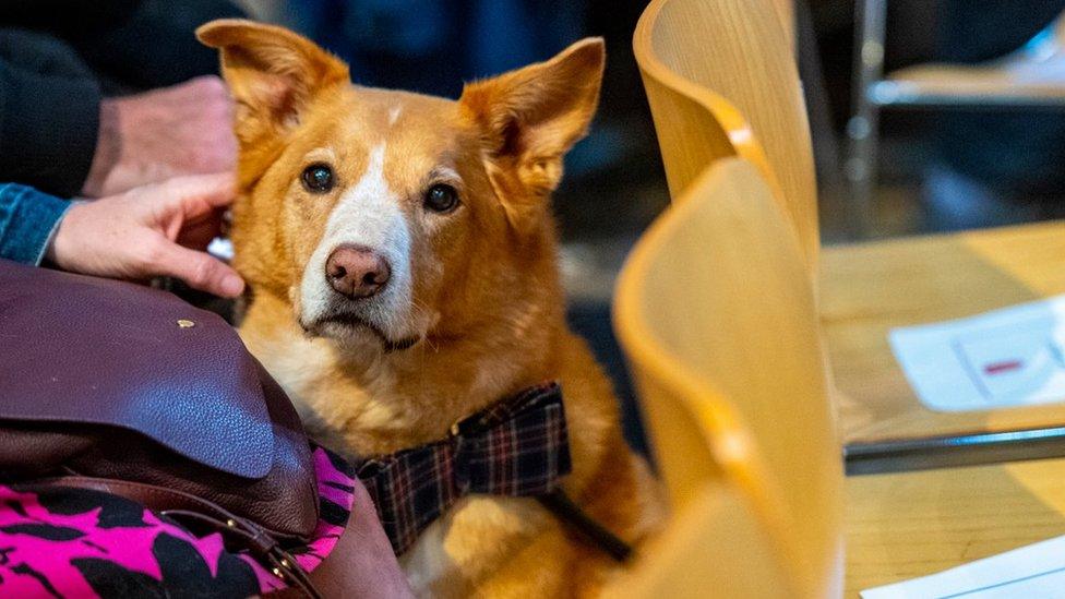 A dog at Sunday's animal service at Ely Cathedral