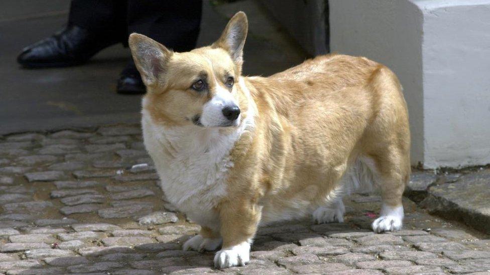 A Corgi outside Clarence House