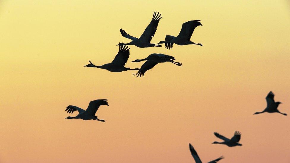 Common cranes in flight