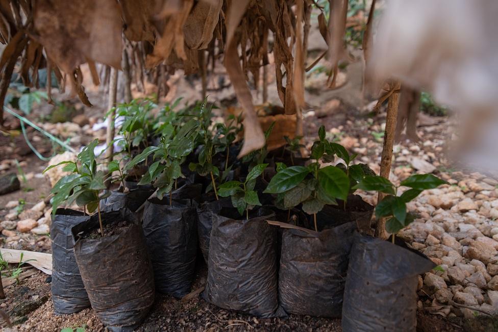 Coffee nursery that is grown before it goes into the fields. In the SCPNCK compound, Idjwi.