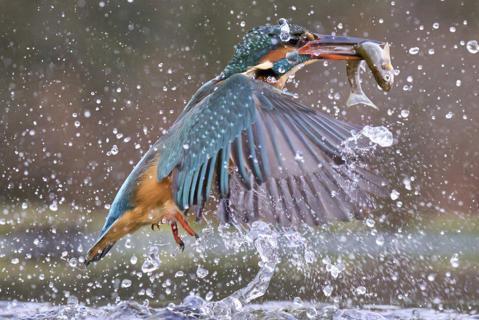 Droplets of water all around this kingfisher as it beats its wings to lift off from the water. It has a fish in its mouth. The bird is blue and orange.