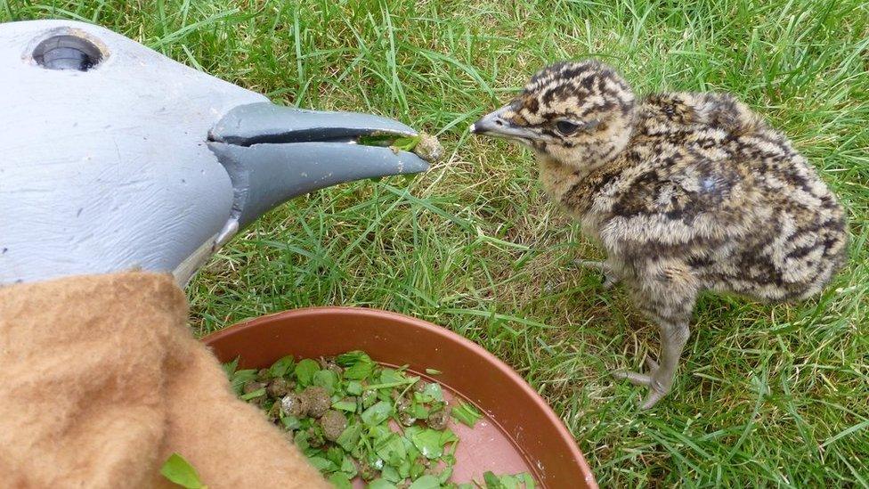 Great bustard chick and mother puppet