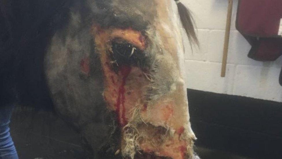 The injured horse