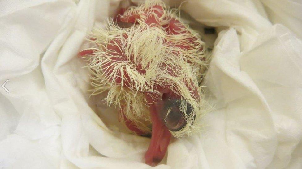 A newborn pink pigeon