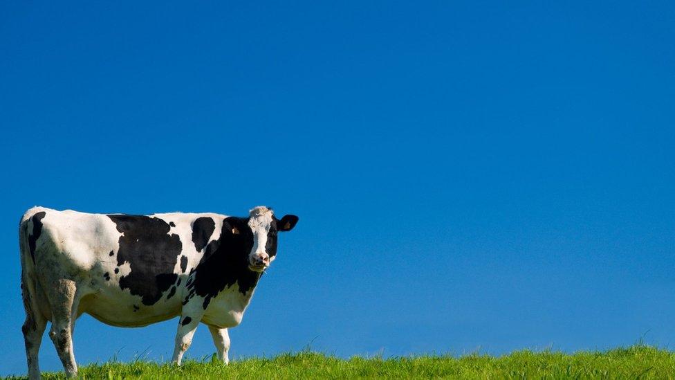 A cow stands in front of an empty blue sky