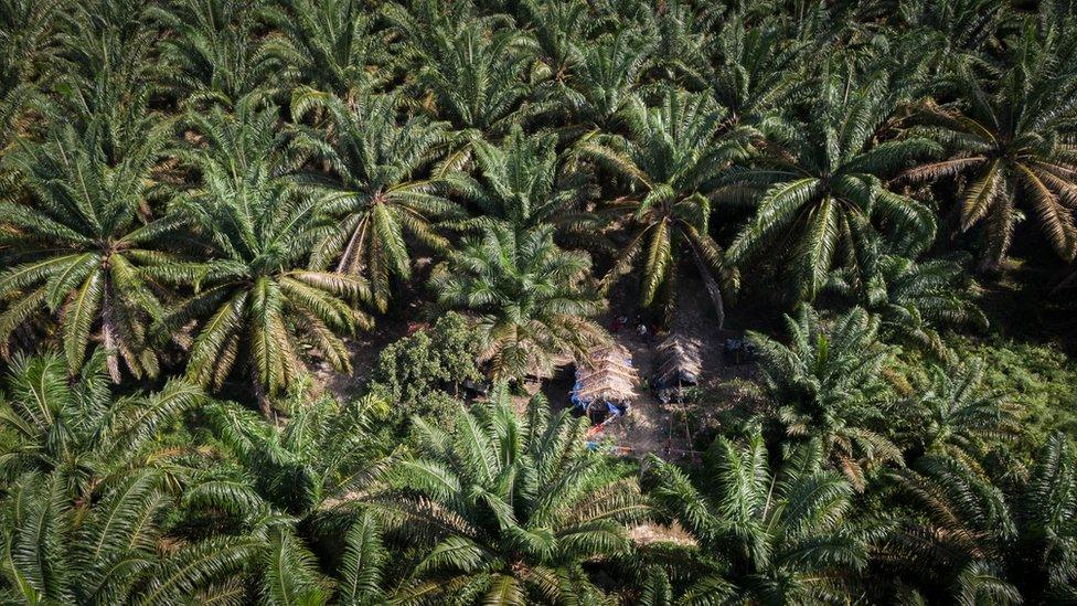 The Orang Rimba live in makeshift huts within a palm oil plantation