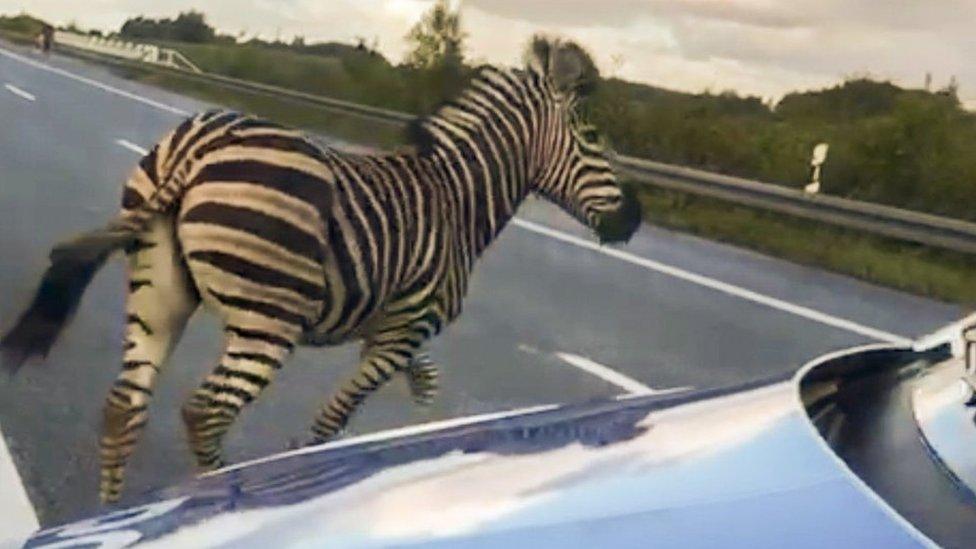 The zebra runs next to a police car on the A20 motorway in Germany on 2 October, 2019.